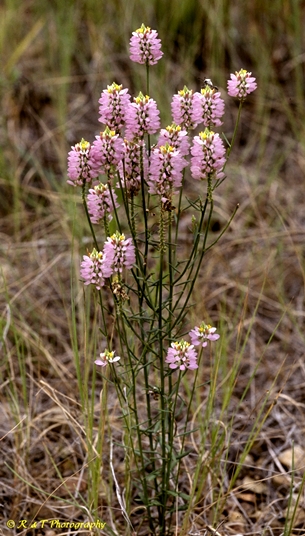 {Polygala curtissii}
